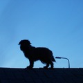 honden foto Brando klimt graag en dan kun je soms mooie silhouetfoto's maken.