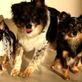 honden foto Koekje!!