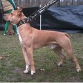 honden foto Mn knappe ventje, na een maandje training.