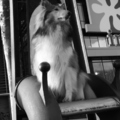 honden foto Rivka op de troon @ 43 weken