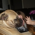 honden foto 