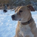 honden foto 