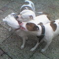 honden foto 