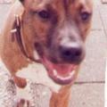 honden foto sandy (+) andere zus rooie