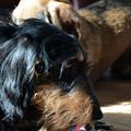 honden foto 