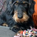 honden foto 