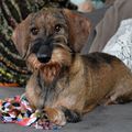 honden foto 