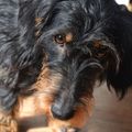 honden foto 