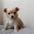 honden foto 