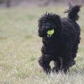 honden foto 
