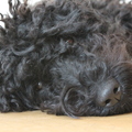 honden foto 