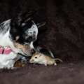 honden foto 