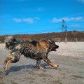 honden foto Sem op het strand 1-04-13