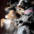 honden foto 
