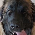 honden foto 