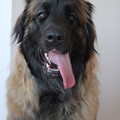 honden foto 
