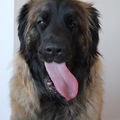 honden foto 