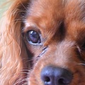 honden foto Joeki van Lauren verbeterd 