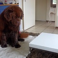 honden foto Bamse van Willemijn verbeterd