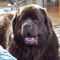 honden foto Bamse van Willemijn verbeterd