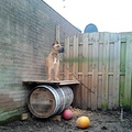 honden foto Voor Sylvia