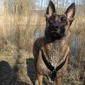honden foto Liefie <3