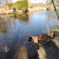 honden foto 