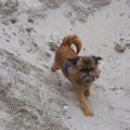 honden foto Het plein gaat op de schop. Voor omwonenenden een strop, voor Brando groot feest: elke dag even over de zand- en aardeheuvels klimmen.