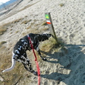 honden foto 