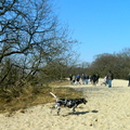 honden foto 