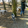 honden foto 
