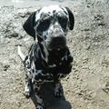 honden foto 
