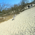 honden foto 