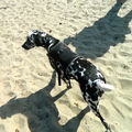 honden foto 