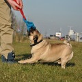honden foto 