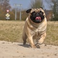 honden foto 