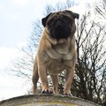 honden foto 