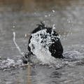 honden foto 