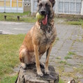 honden foto 