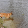 honden foto 