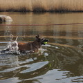 honden foto 