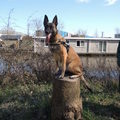 honden foto 