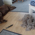 honden foto 