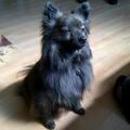 honden foto Zazou