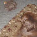 honden foto 