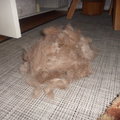 honden foto 