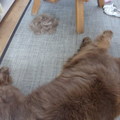 honden foto 