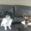 honden foto 