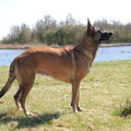 honden foto Mijn show mechel hihi