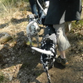 honden foto 
